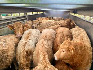 Do U Need  Charolais Bullocks - Image 2