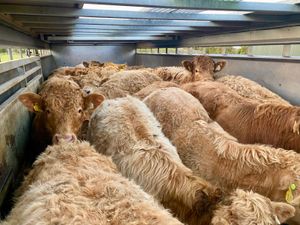 Do U Need  Charolais Bullocks - Image 2