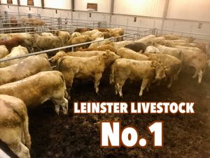 Charolais Heifers & Charolais Bullocks - Image 2