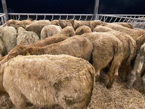 Charolais Heifers & Charolais Bullocks - Image 2