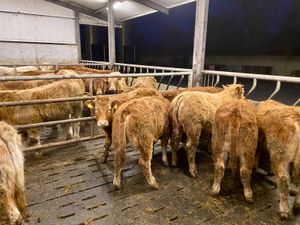 Top Quality U Grading Continental Bullocks - Image 2