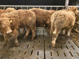 Top Quality U Grading Continental Bullocks - Image 4