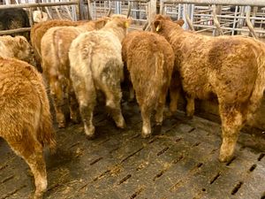 Top Quality U Grading Continental Bullocks - Image 2