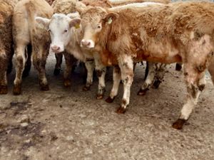 ❌ 30 Super Heifers @ ONLY €1450 each ❌ - Image 2