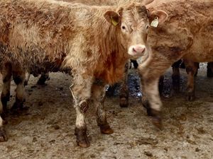 ❌ Super Heifers @ ONLY €1400 each ❌ - Image 2