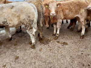 ❌ Super Heifers @ ONLY €1400 each ❌ - Image 4