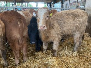 ❌ Super Heifers @ ONLY €1400 each ❌ - Image 3