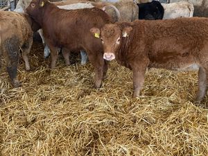 ❌ 30 Super Heifers @ ONLY €1450 each ❌ - Image 2