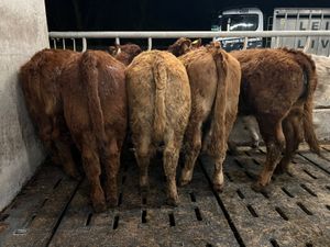 300kg Super Continental Heifers - Image 4