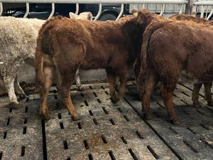 300kg Super Continental Heifers - Image 2