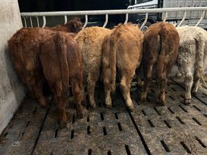 300kg Super Continental Heifers - Image 3