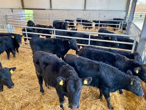 ANGUS & HEREFORD 300kg / 350kg - Image 4