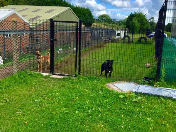 V mesh  fencing  dog runs and boundaries