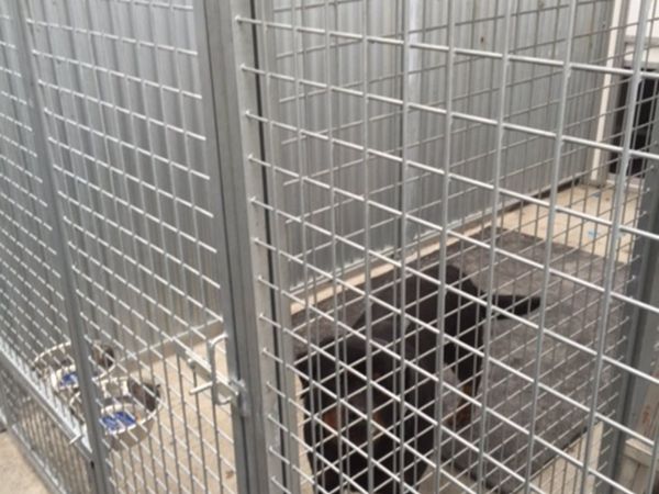 Greyhound cages 2024 for sale