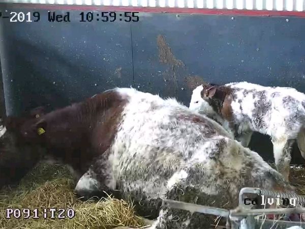 Farm security, calving cameras, gate automation