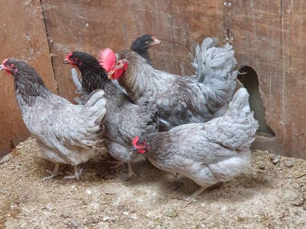 kildare Hens/poultry/pullets