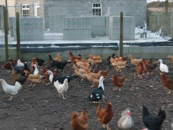 Hens/pullets/Guinea fowl/Pigeons in kildare