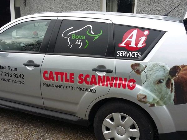 Cattle scanning