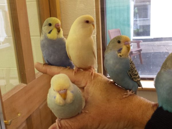 Trained budgies for sale