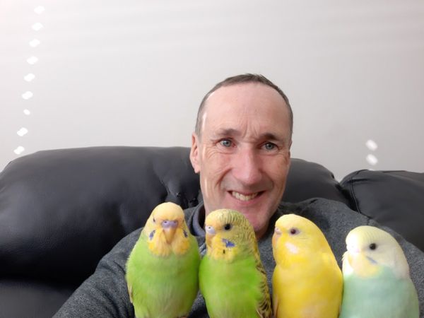Super Friendly Trained Budgies and cages