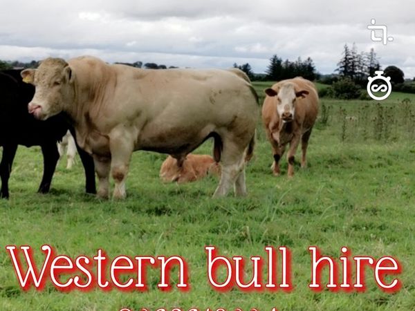 Breeding Bulls for hire