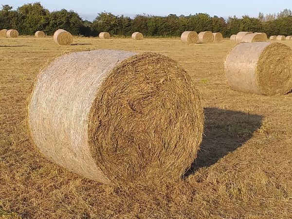 Top Quality hay and straw
