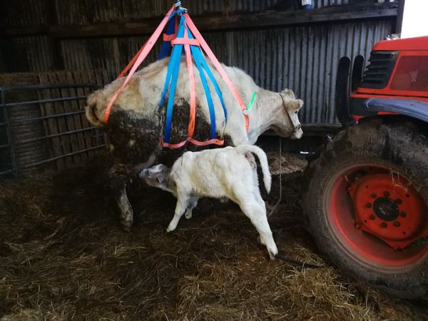 Cow Lifting Harness www.calfpens.ie