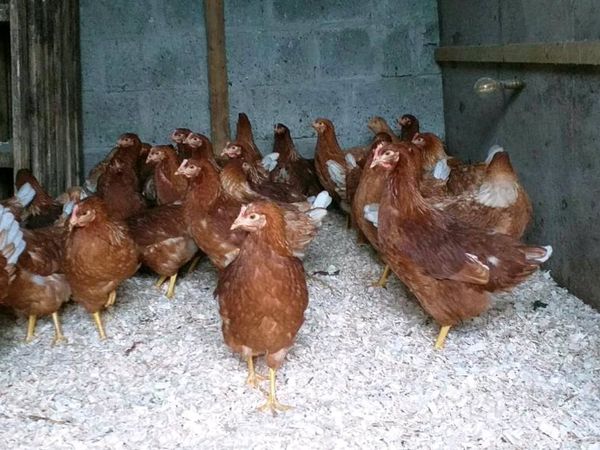 Point of lay pullets