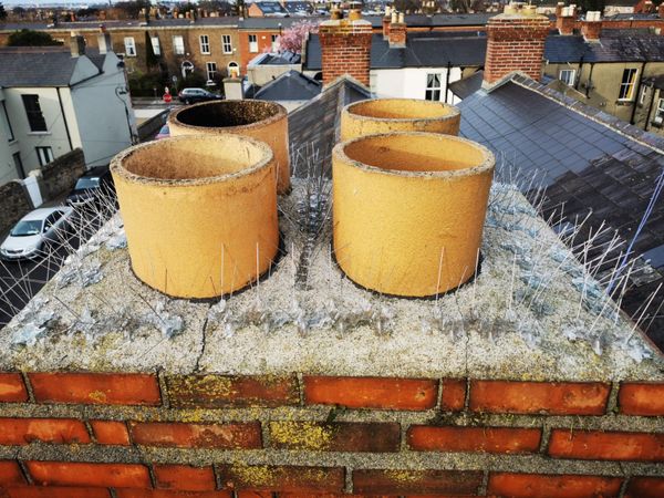 Ecologica Seagull Spiking for Chimneys