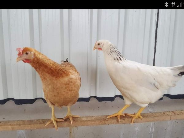 Poultry for sale