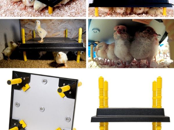 Heatplates from 15 - 55 Chicks