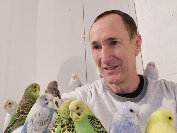 Budgies, Professionally Trained and Super Friendly