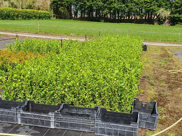 Griselinia Hedging Potted 2ft in Heig ht €3-50 eac