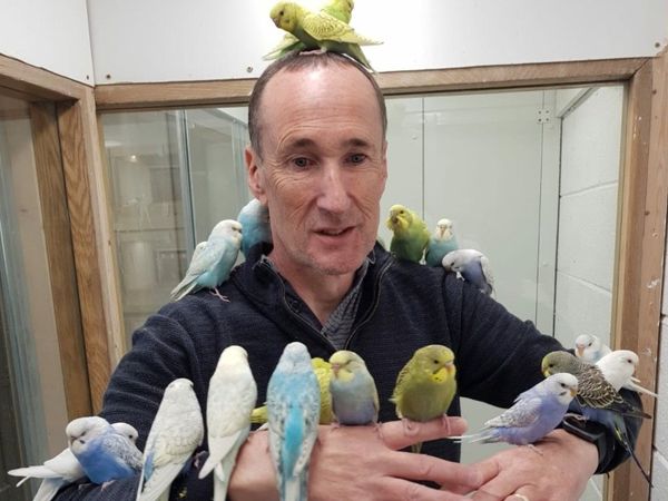 Budgies, Adorable professionally Trained birds