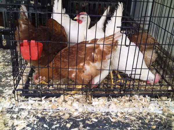 Pullets bantry
