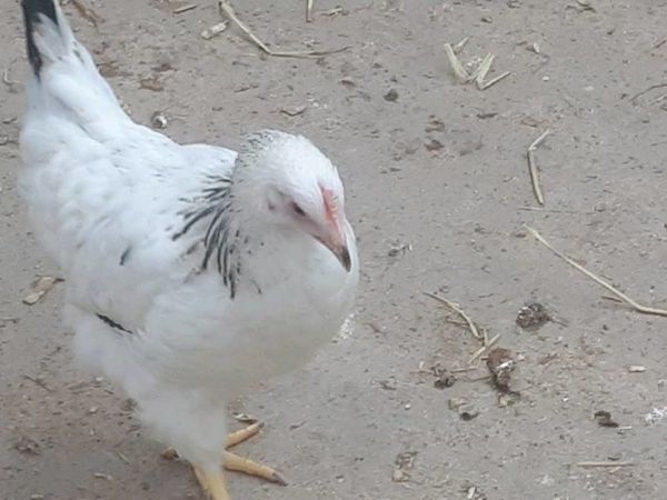 Variety of Fowl for sale