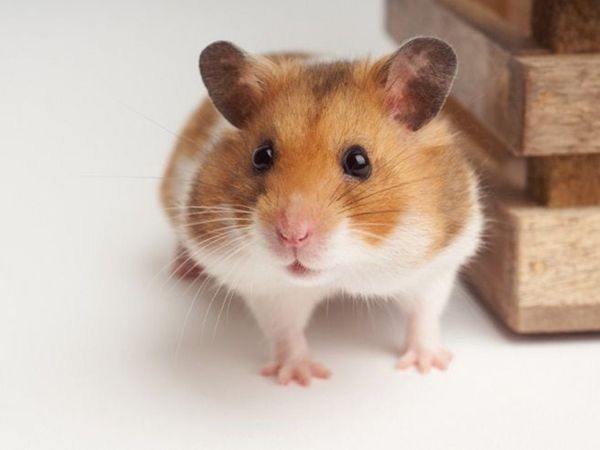 Syrian Hamster Starter Kit INCLUDING Hamster