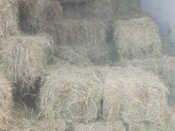 Top quality hay. Square and round