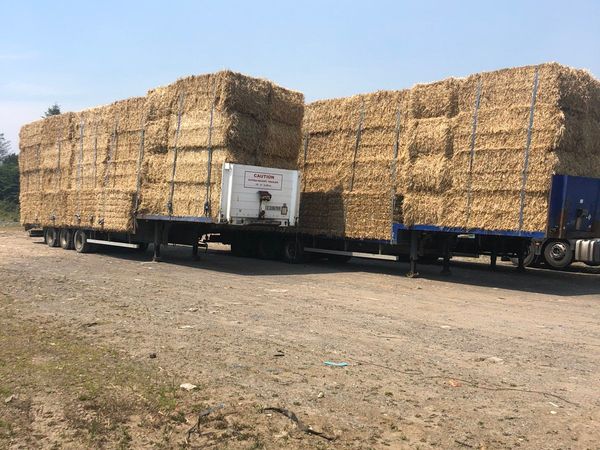 Wheat straw delivered in 8x4x3s and round bales