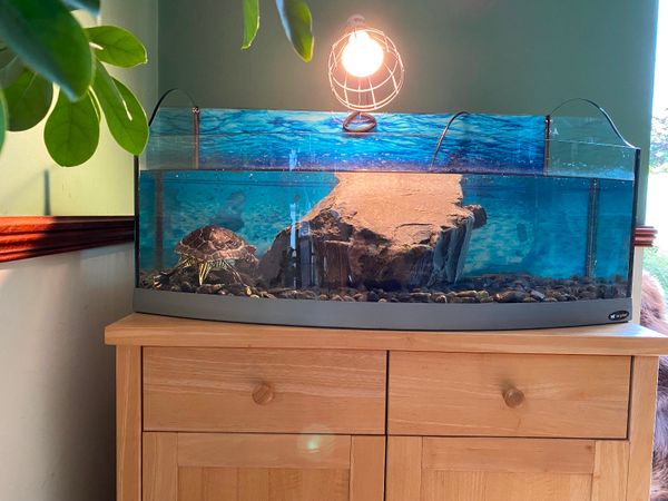 Turtles  for adoption and Tank for sale