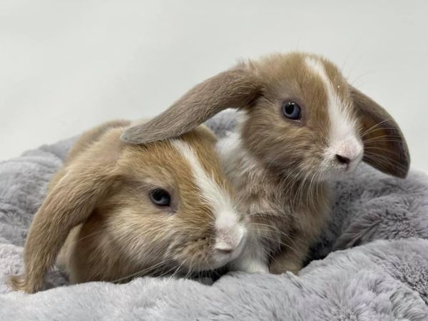 Mini Lop Baby Rabbits