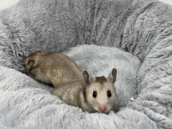 Baby Syrian Hamsters