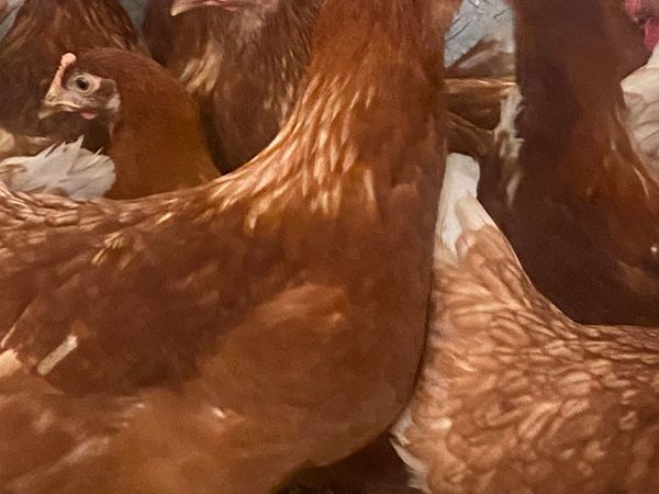 Point of laying hens