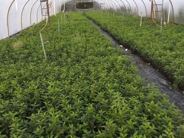 Quality Laurel Hedge Potted 2.5-3ft Just  4 euro