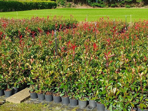 Photinia Red Robin Hedging potted
