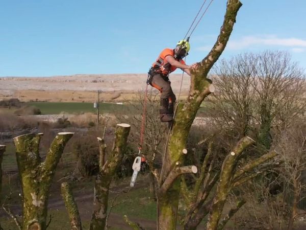 Galway and Clare Tree Care.