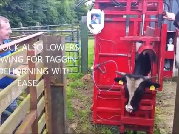 hydraulic cattle  crush & turnovercrates
