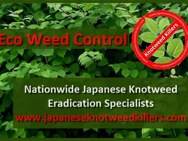 Practical  Jap knotweed control 24/7