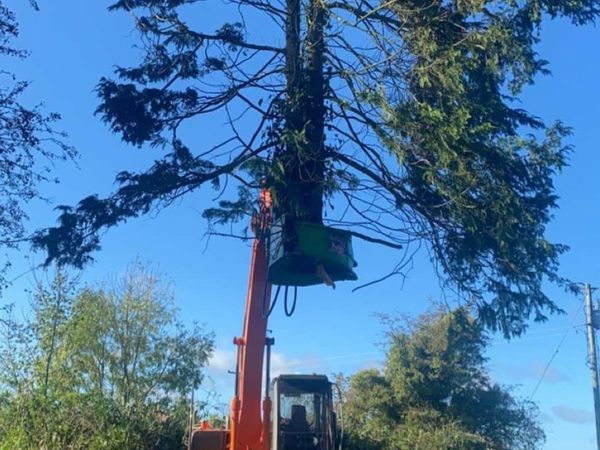 tree shear sale and hire
