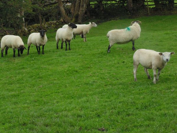 Store lambs and breeding sheep bought